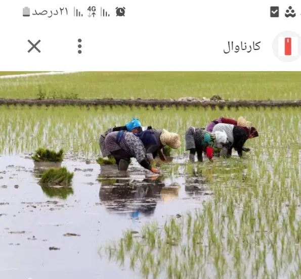 فروش مزرعه ۱۰۰متری چاه دولتی وانشعابات