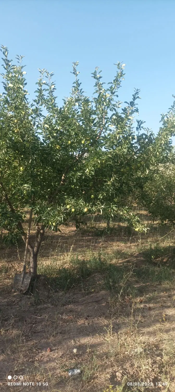 باغ ۶۰۰متری در سیوان
