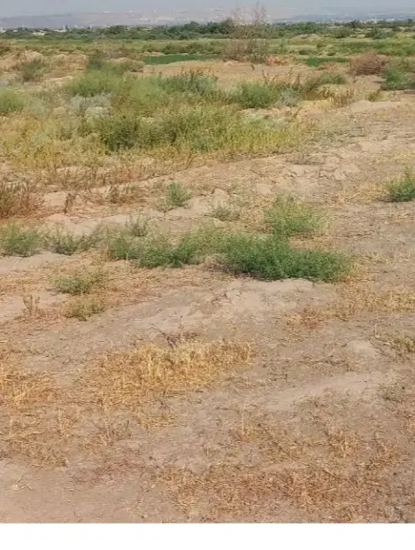 زمین دیمی