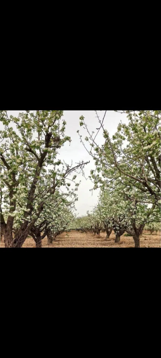 باغ سیب۱۰۰۰متری بوستان آبادروستای جانبهان