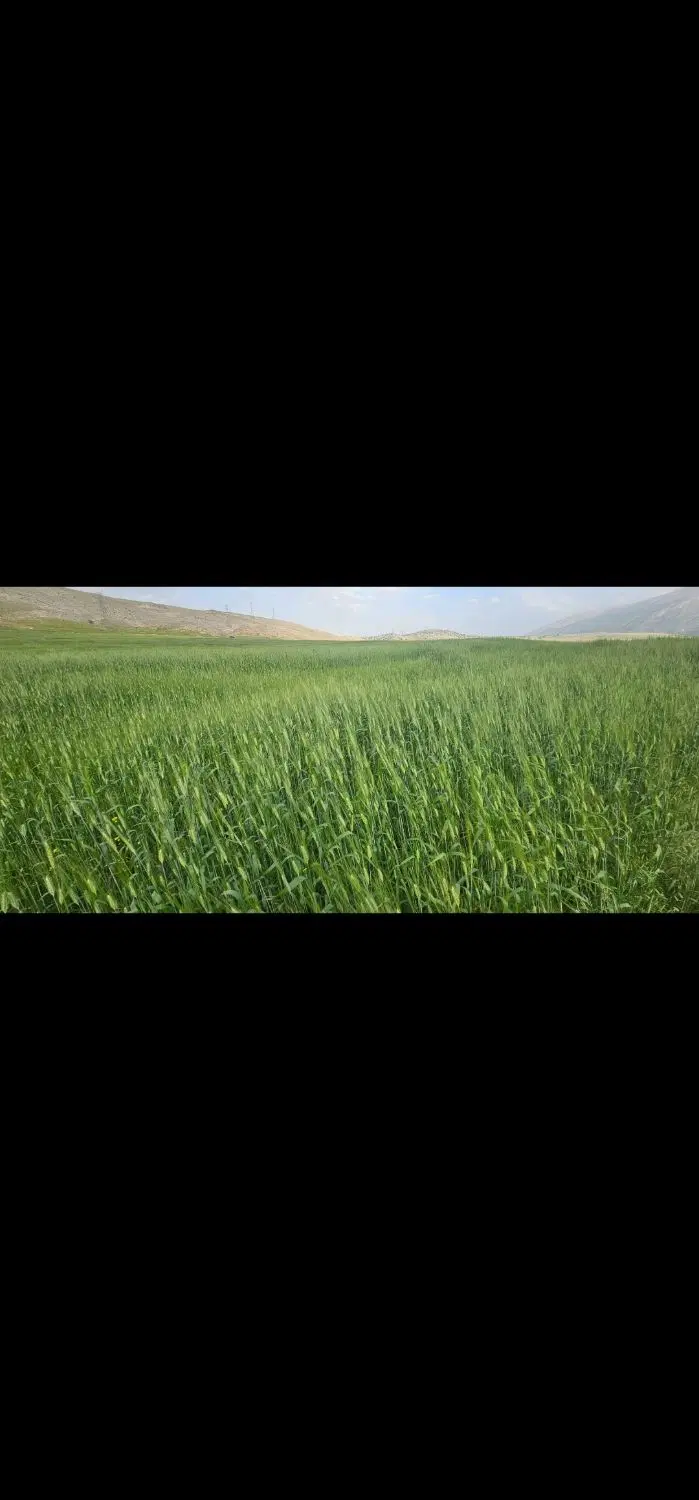 فروش زمین کشاورزی