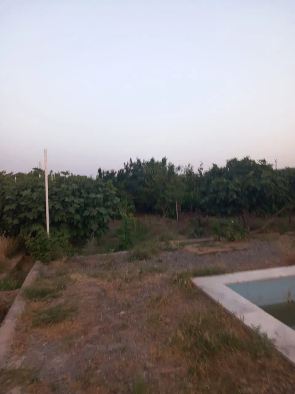 فروش باغ روستای ریوند سبزوار