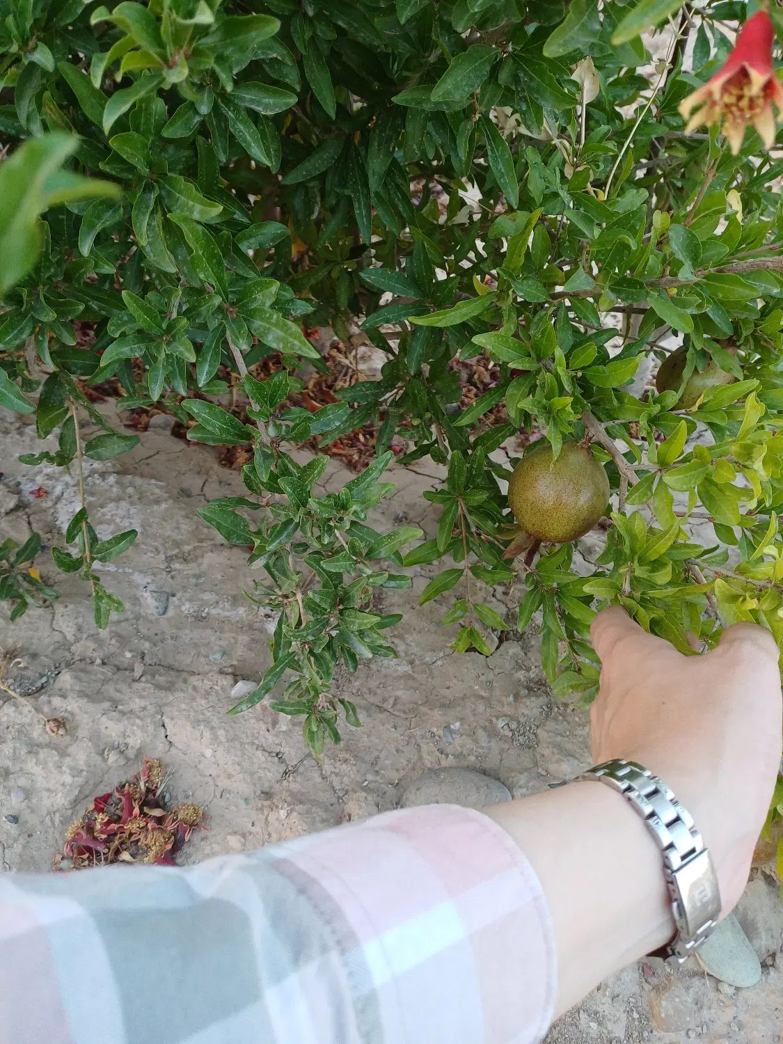 زمین باغی ارغش آباد _چهاردیواری_آب