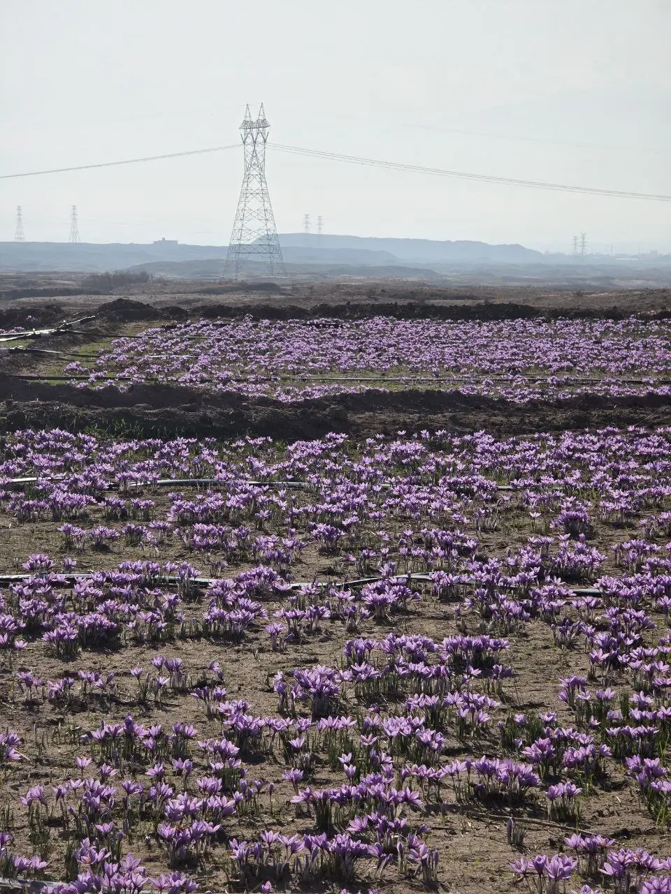 فروش استخر پرورش ماهی و زمین کشاورزی روستای کسکن