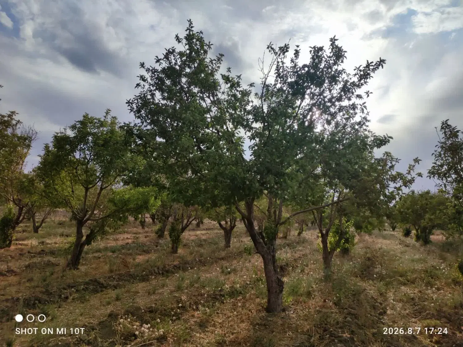 زمین و باغ کشاورزی