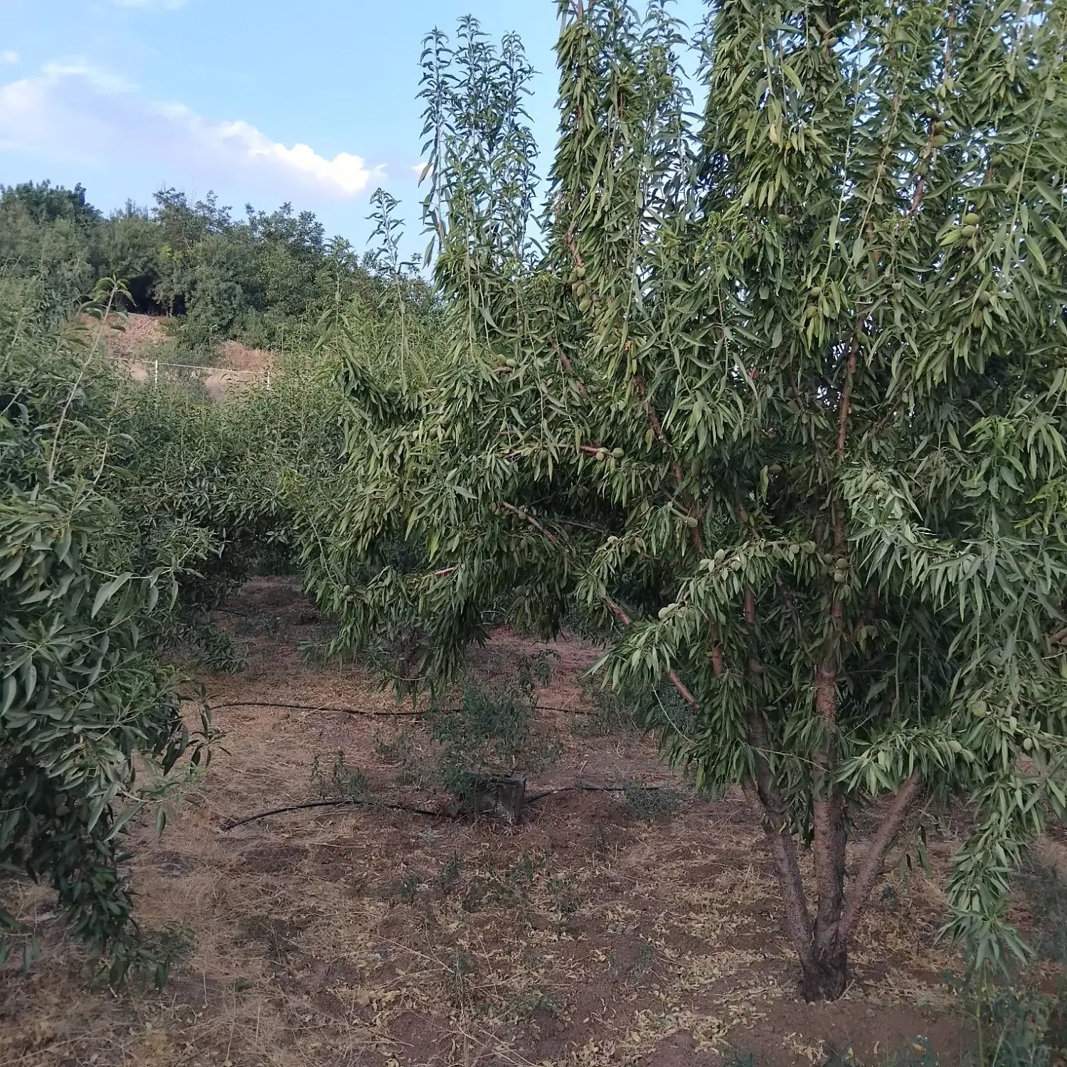 زمین بادام درجه یک