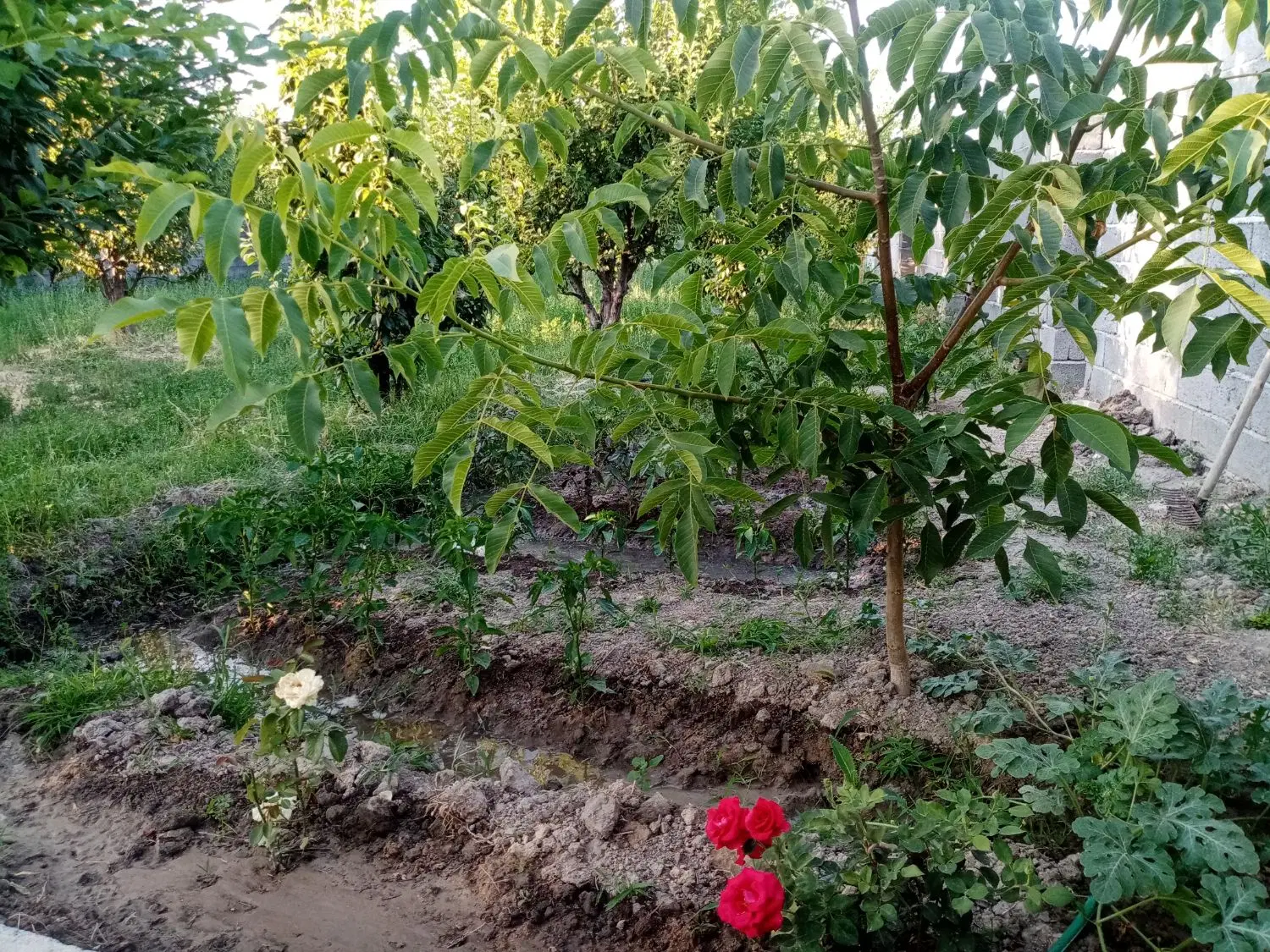 باغچه 9 کیلومتری جاده سنتو