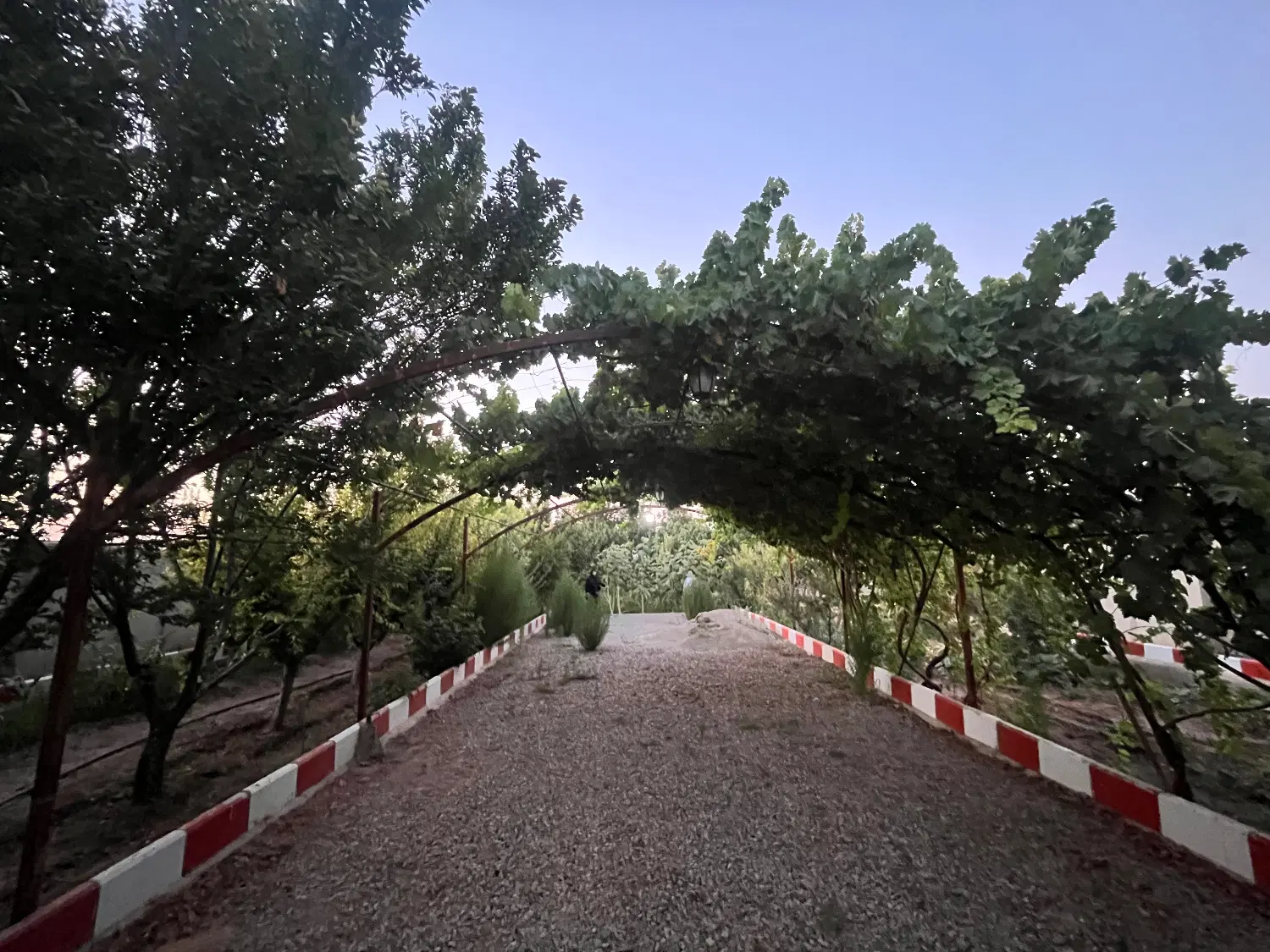 باغ