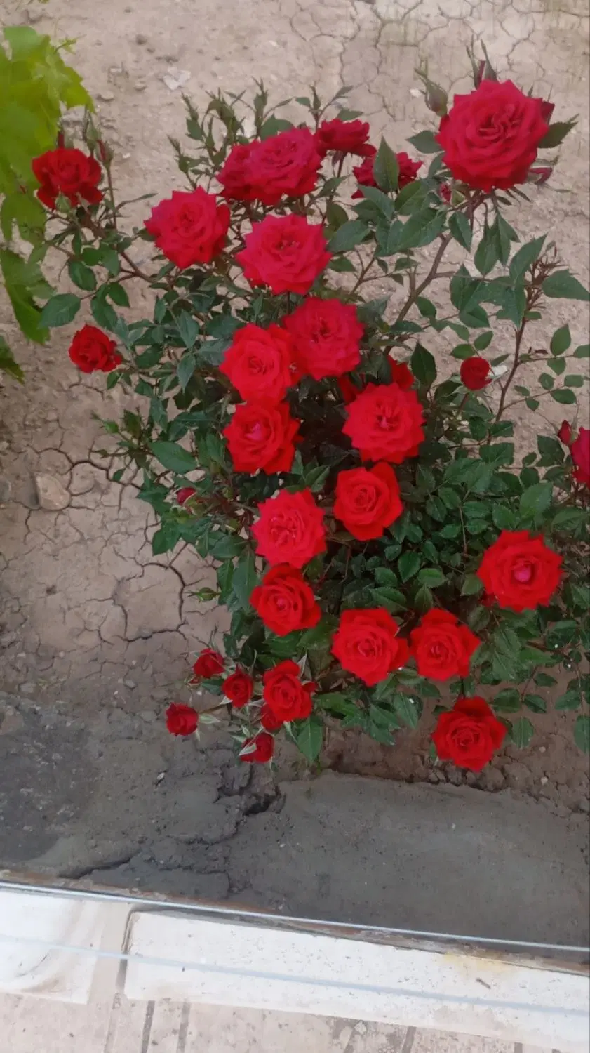 فروش خانه باغ عزت آباد