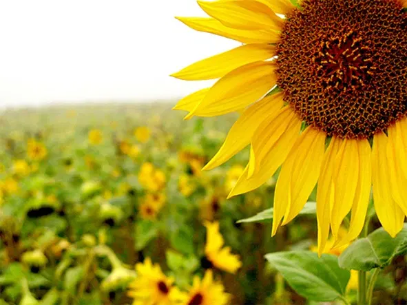 ۲ هکتار زمین دیمی