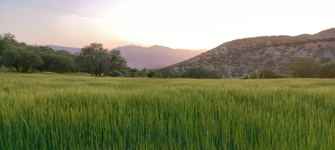 اجاره زمین کشاورزی