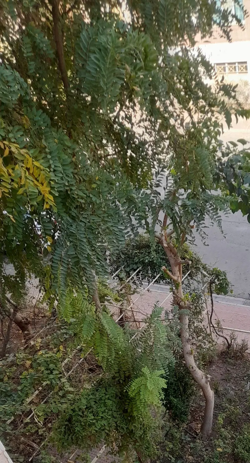 زمین مسکونی