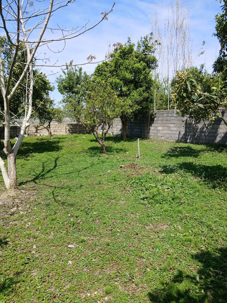 فروش زمین باغی فوری در بندپی شرقی