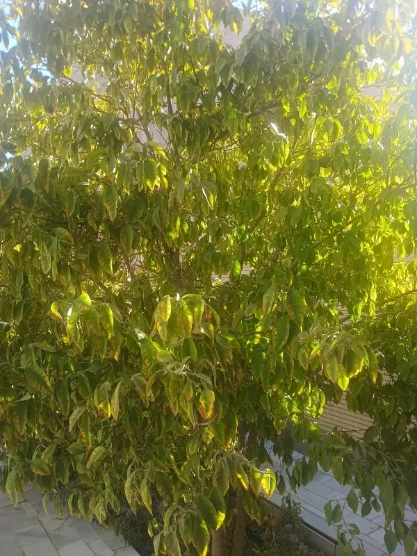 زمین فروشی