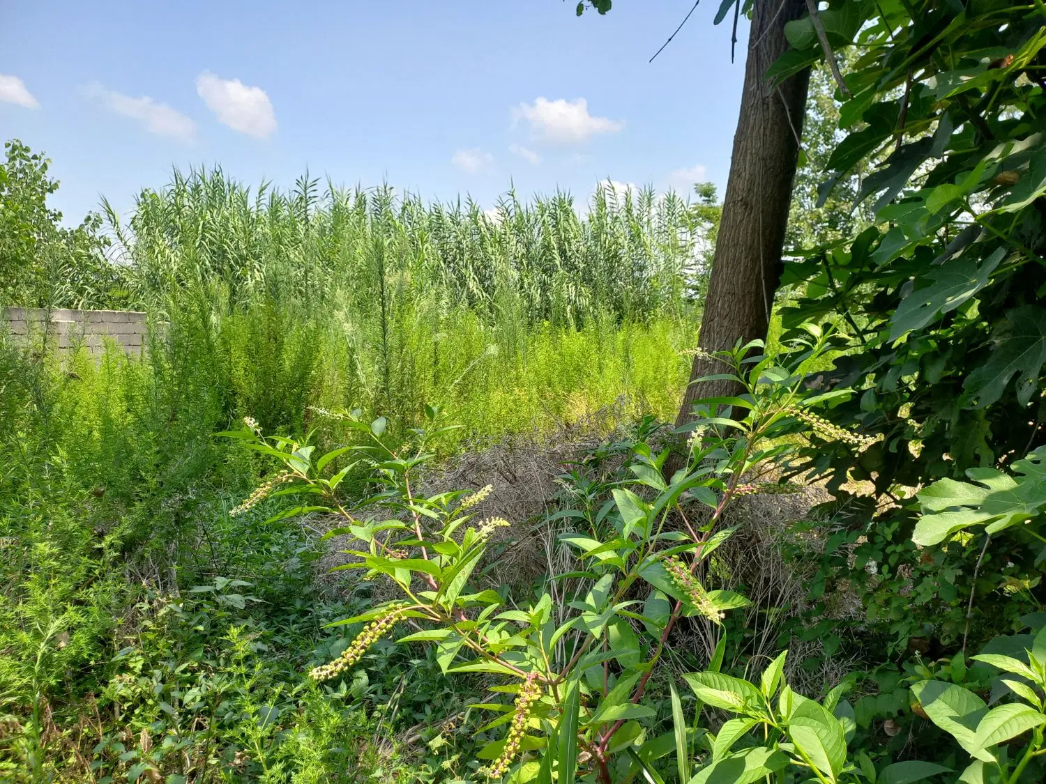 فروش زمین