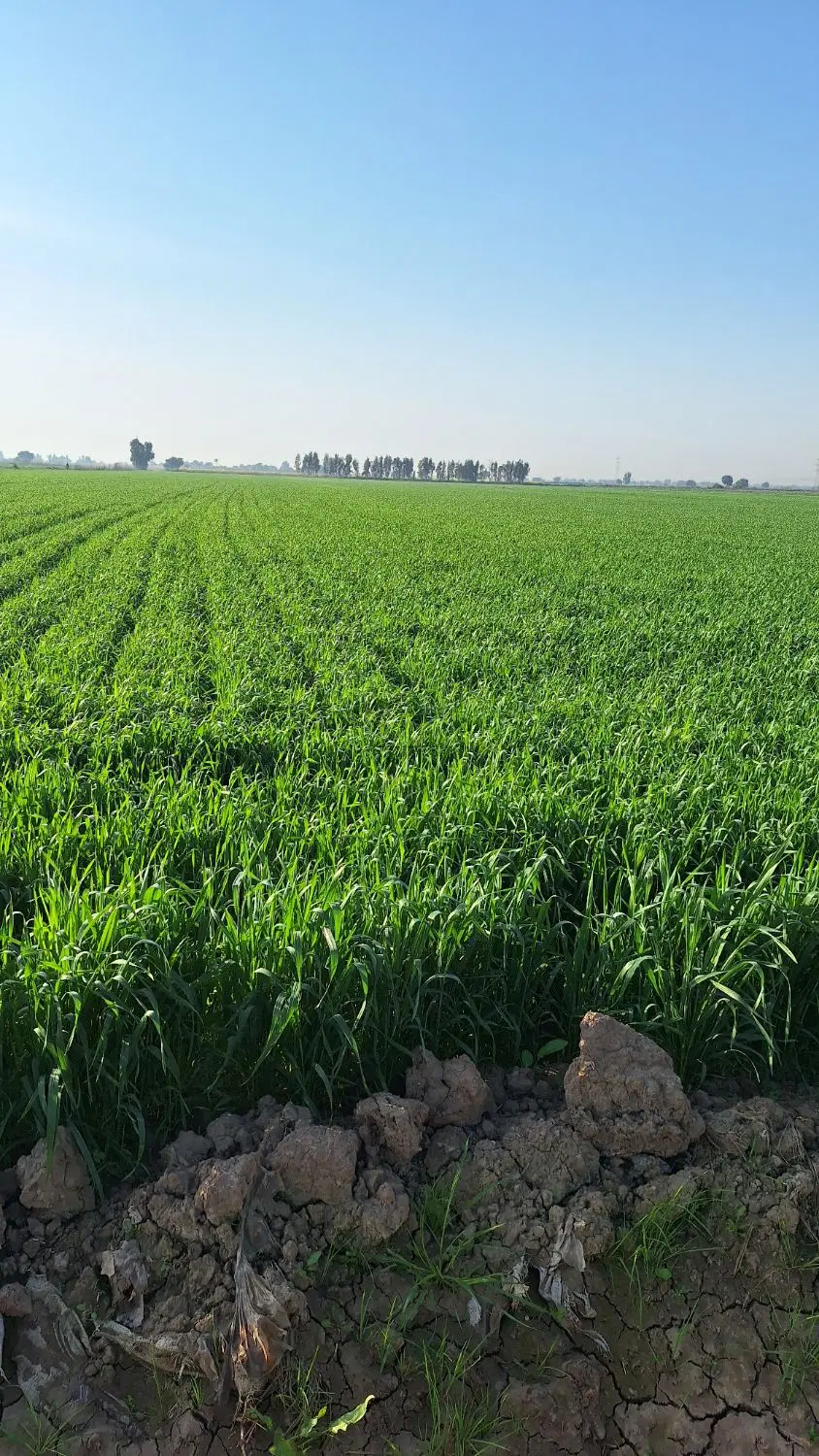 اجاره ۴ هکتار زمین شوش