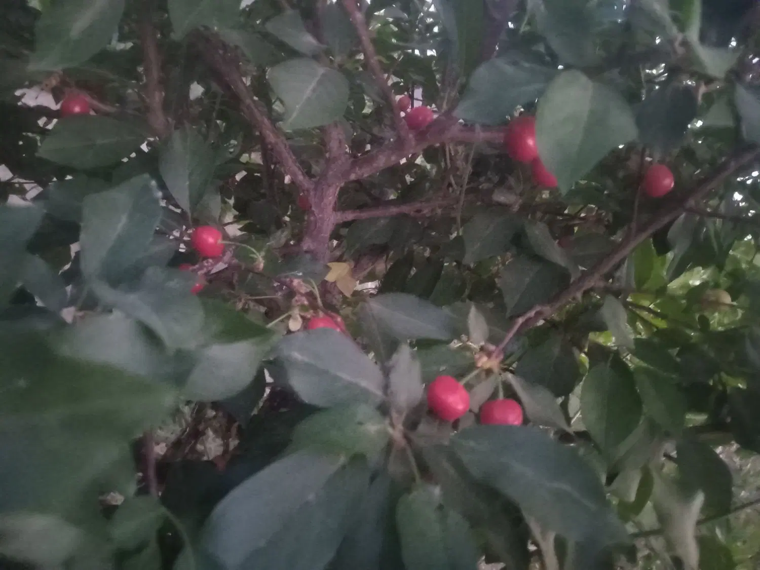 حجت اباد کنار کوره کچی