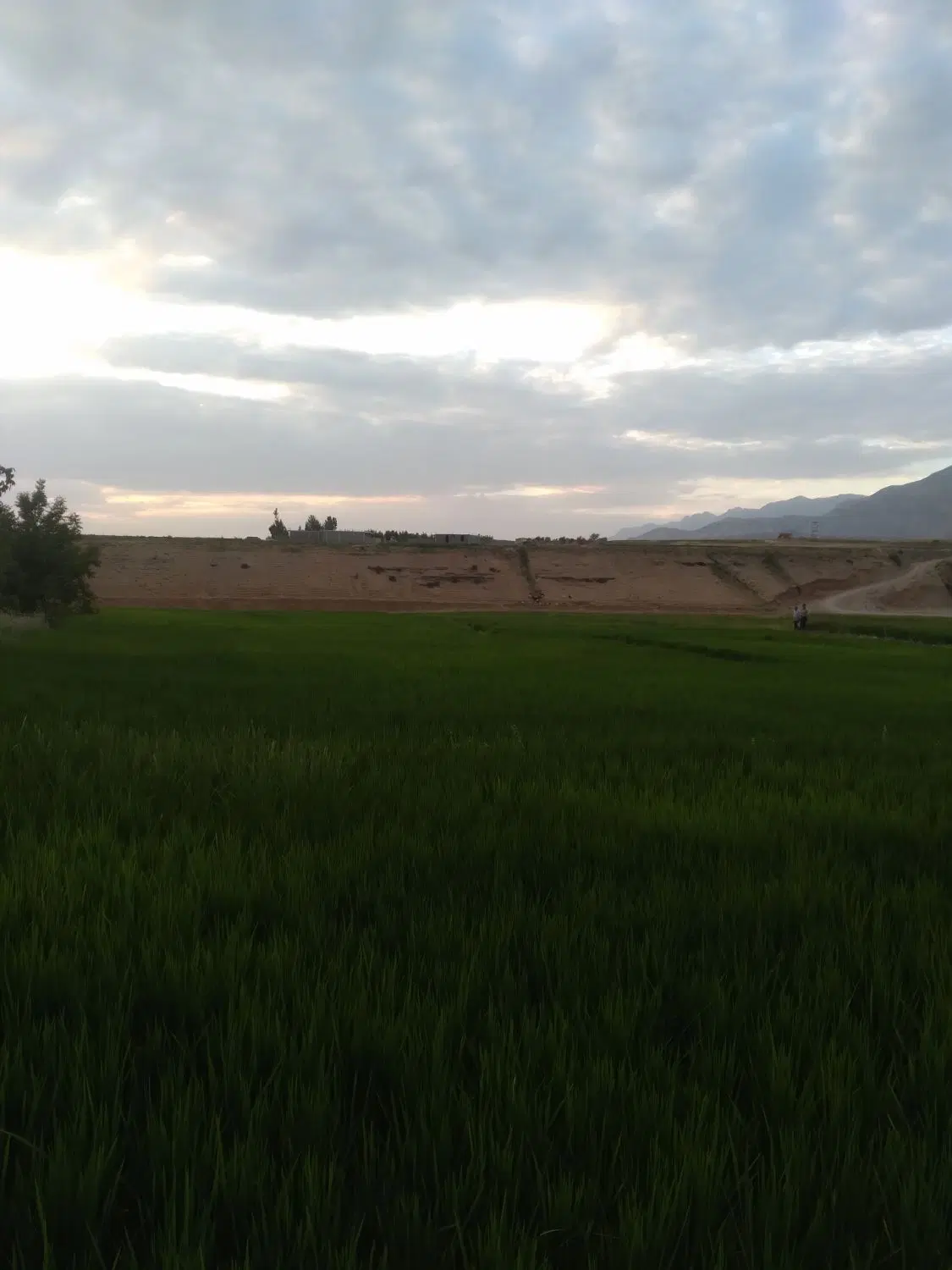 زمین کشاورزی
