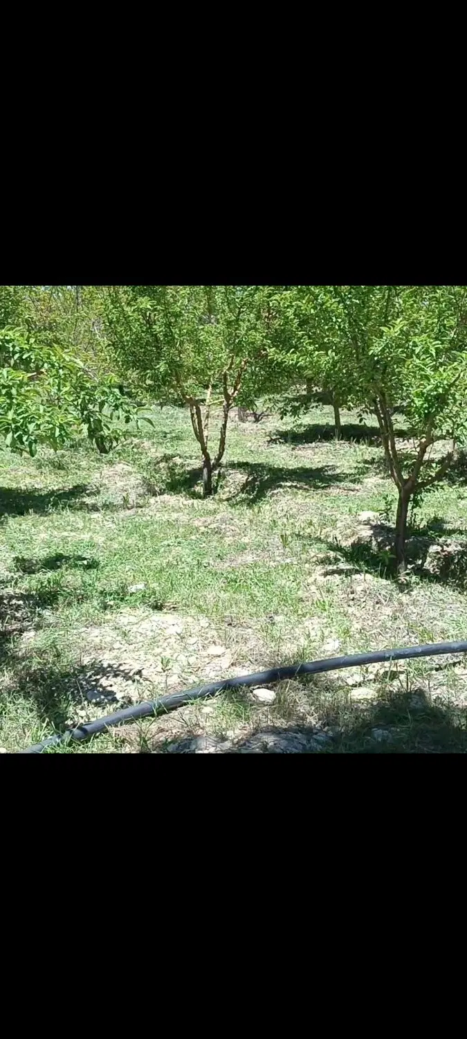 زمین بر میدان اصلی سپیده( گل منطقه)
