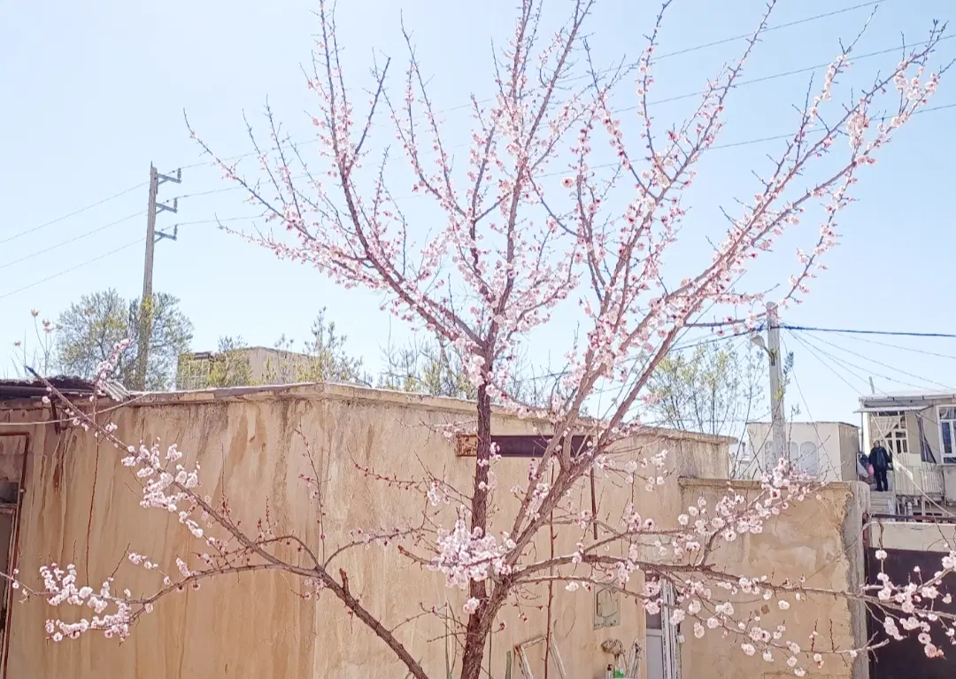اجاره‌ خونه