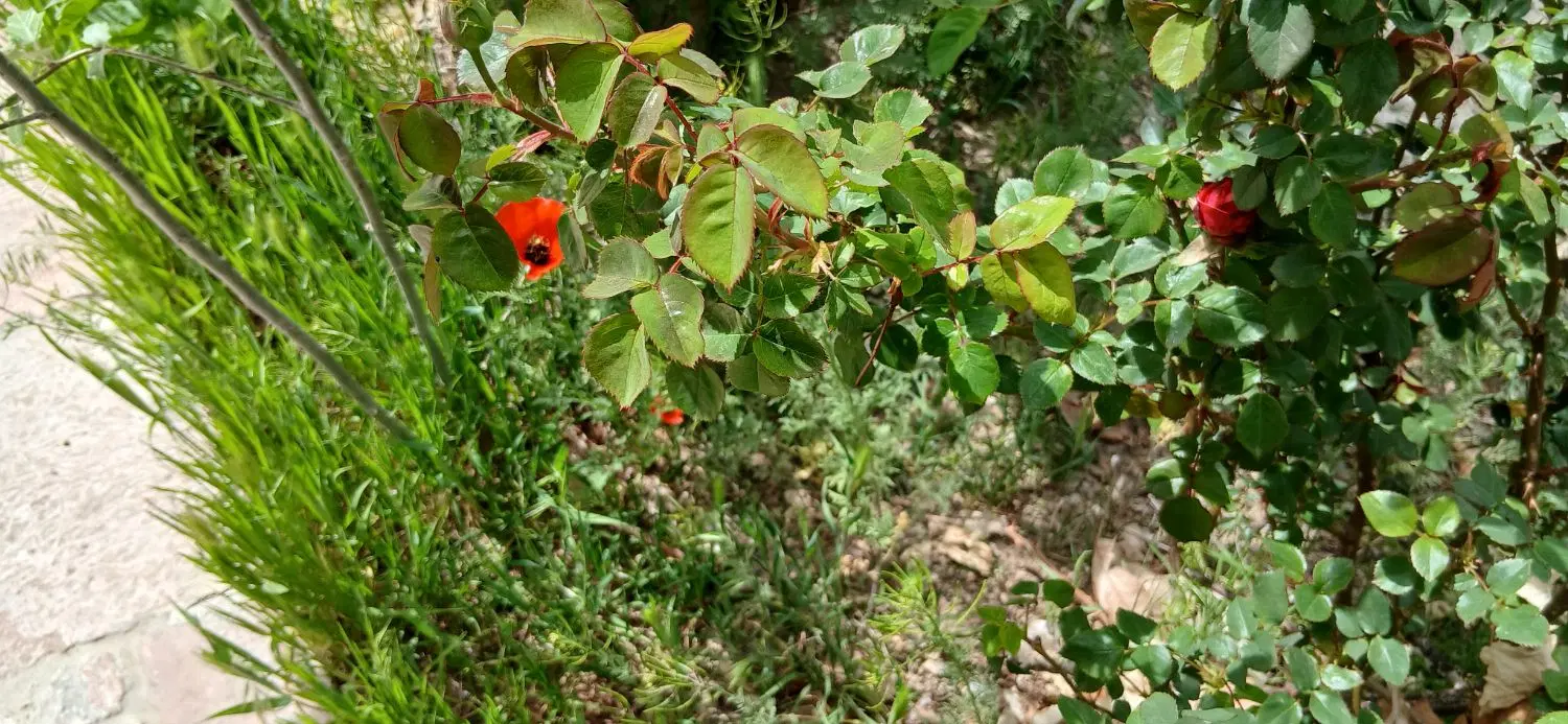 زمین کشاورزی