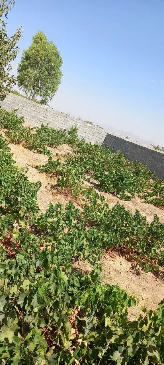 زمین کشاورزی