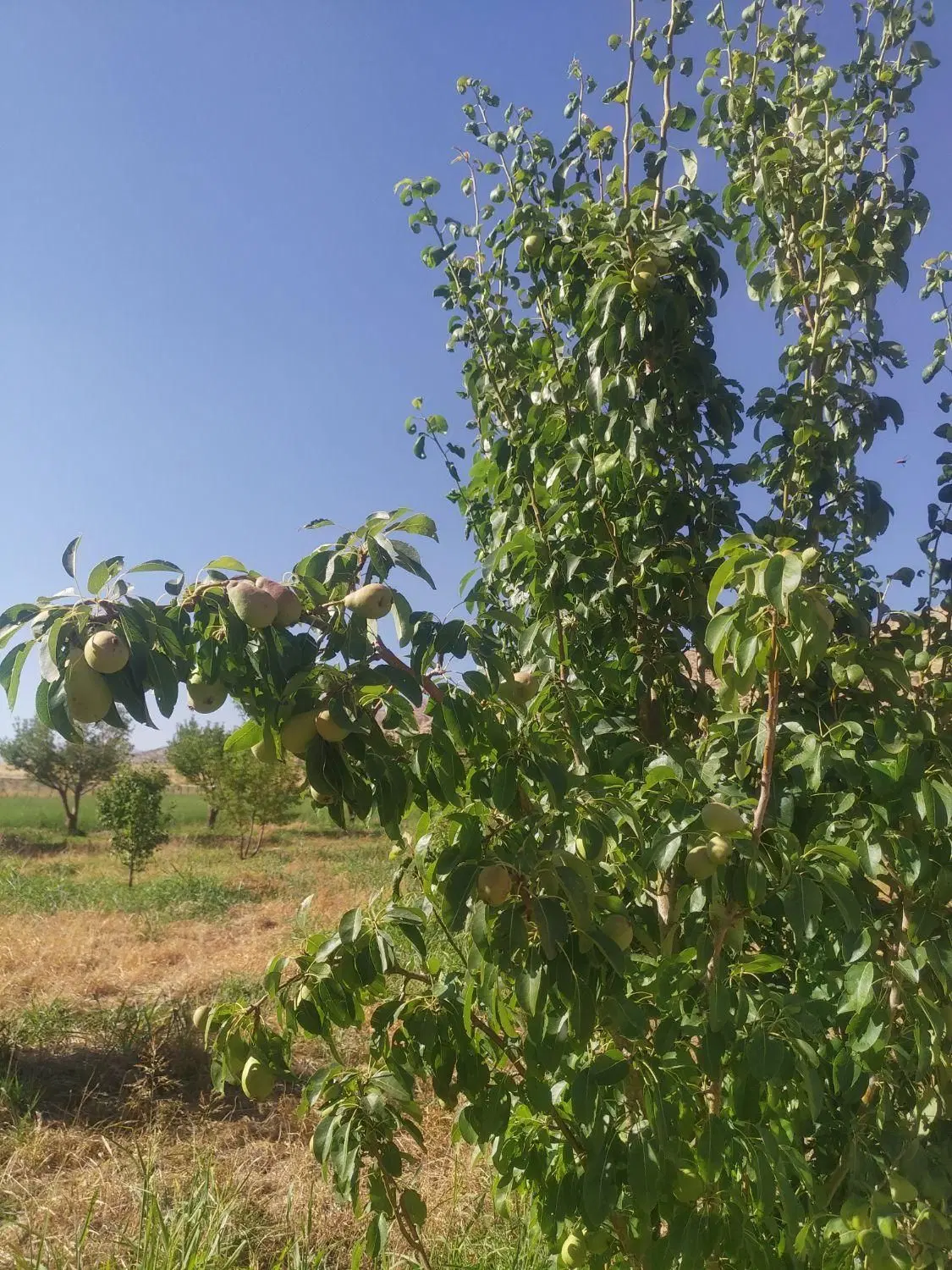باغ ثمری گلابی و سیب