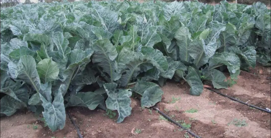 اجاره زمین کشاورزی