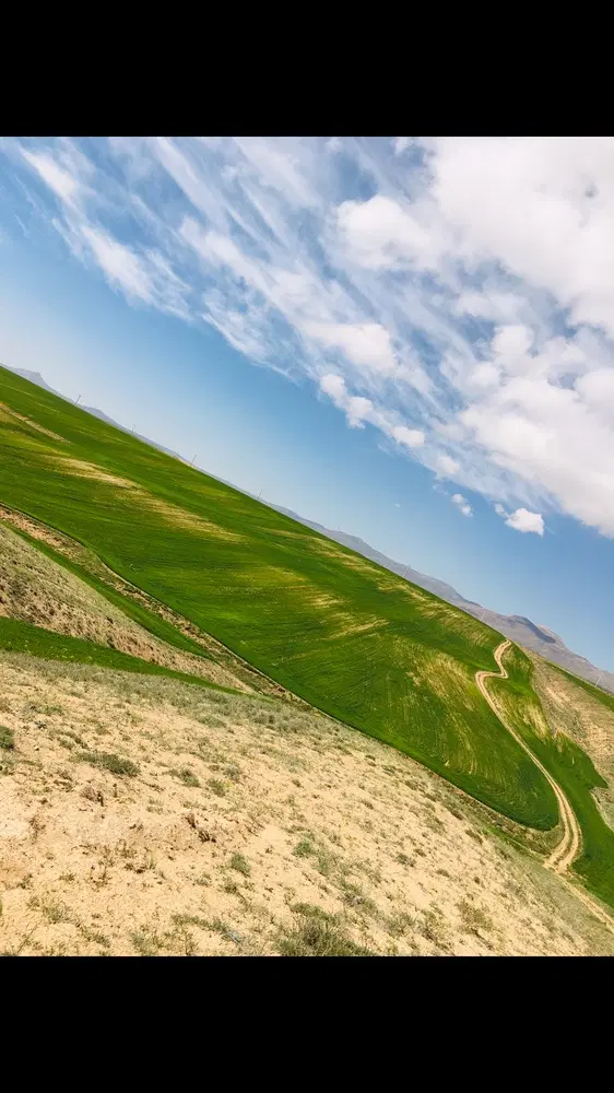 زمین های دیمی