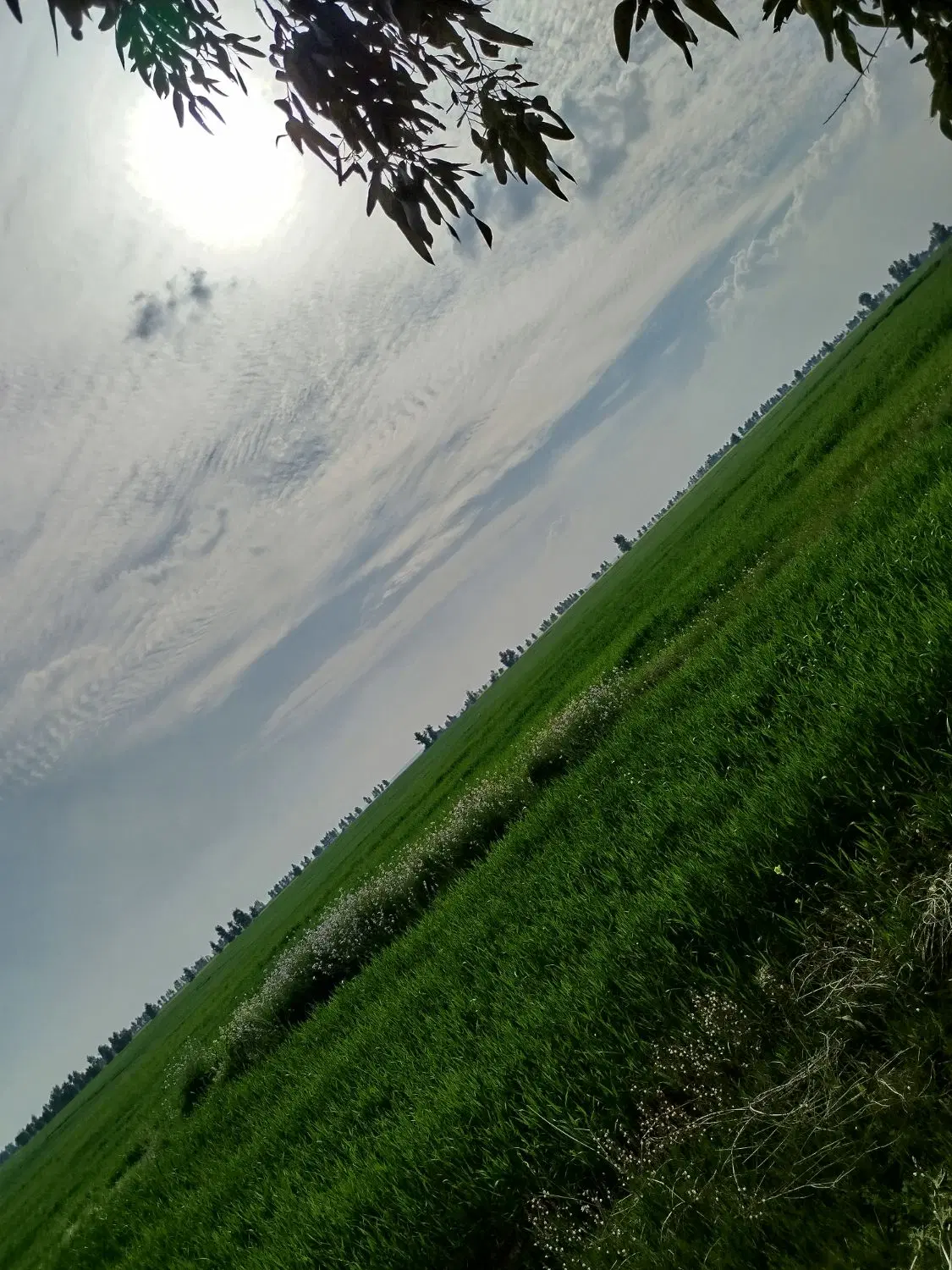 ۵۰هکتارزمین آبیاری بارانی به صورت مکانیزه