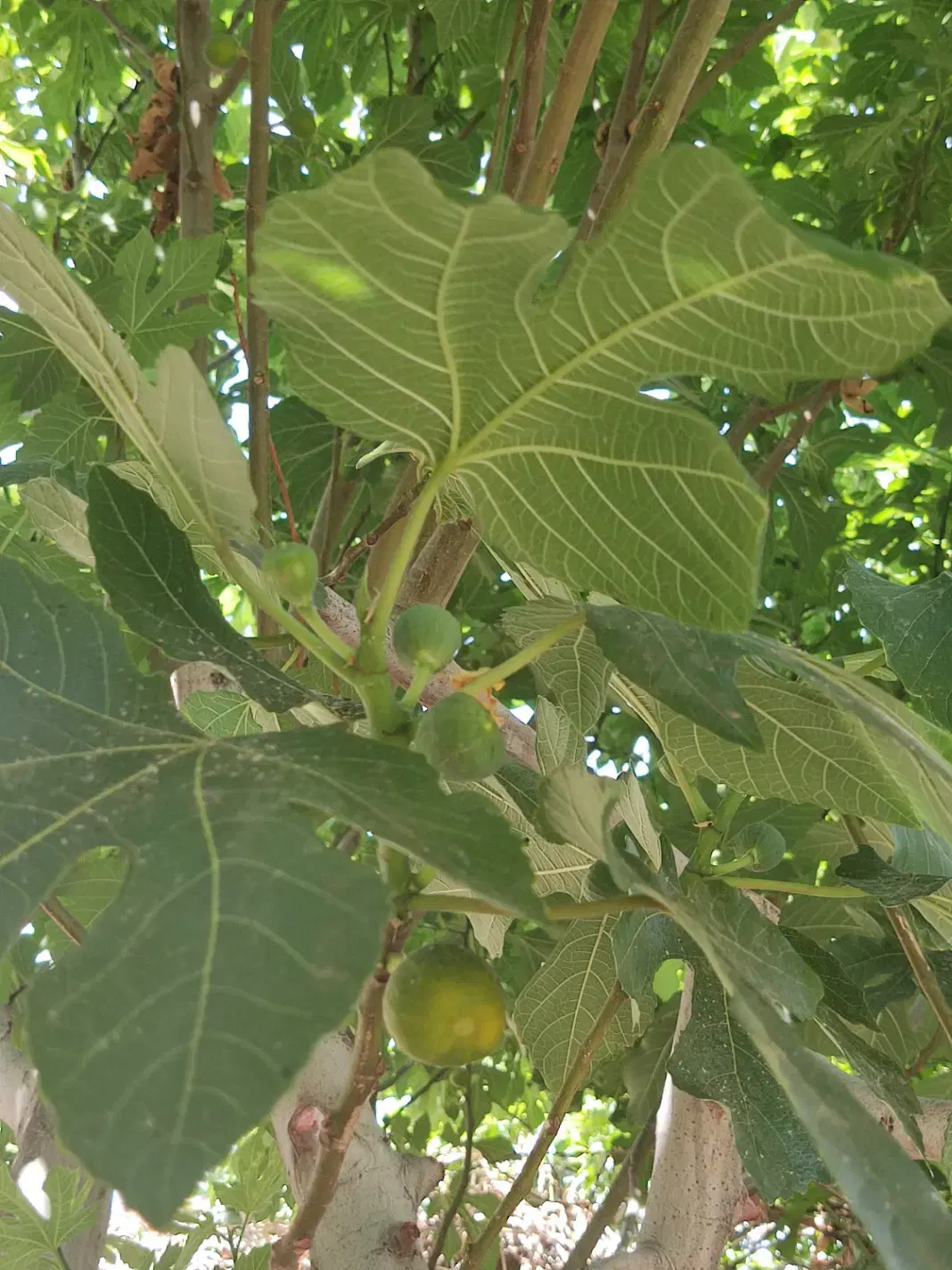 خانه باغ