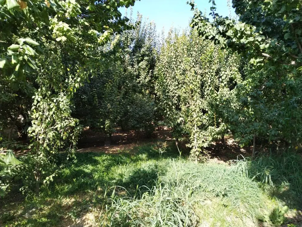 باغچه 550 متری. در بهترین کوچه خیابان رضوان