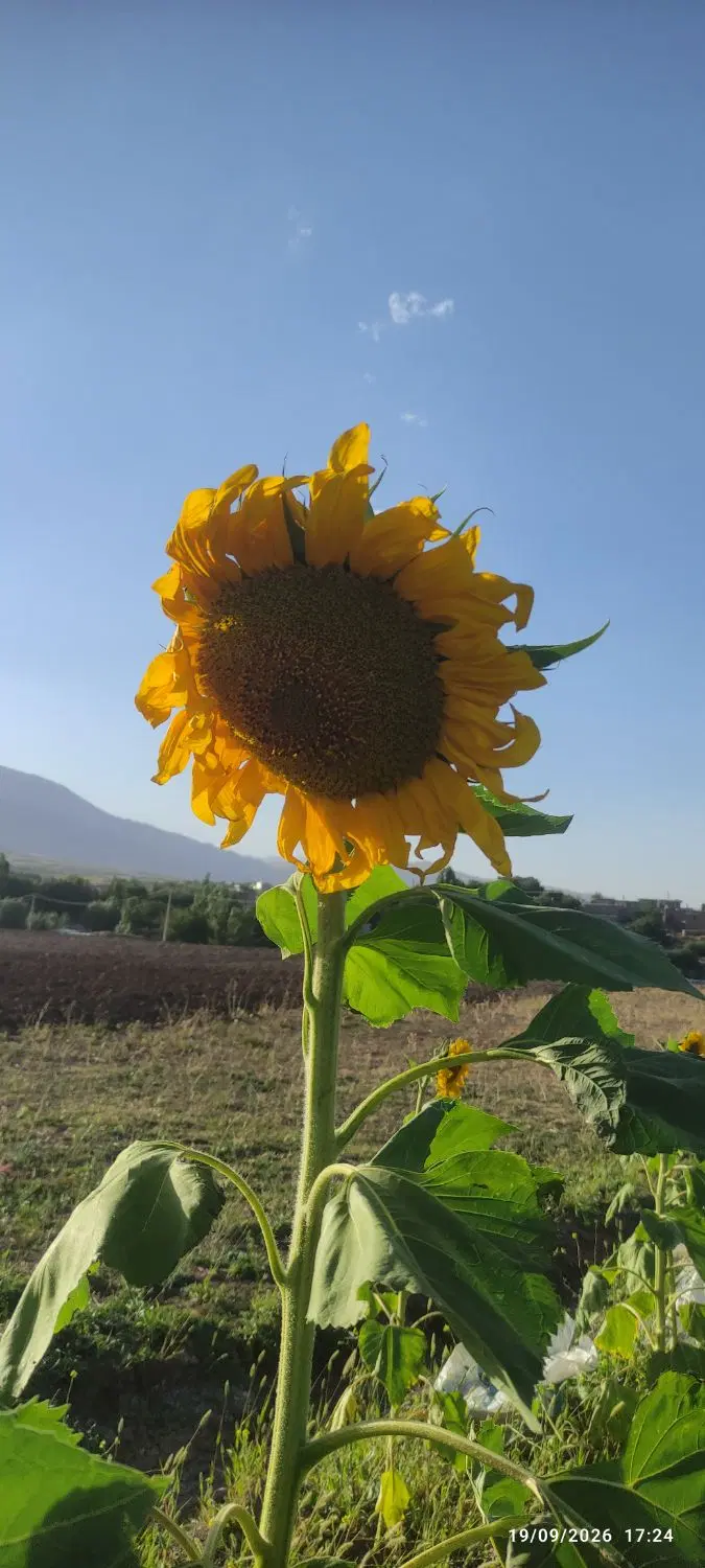 طلای زرد