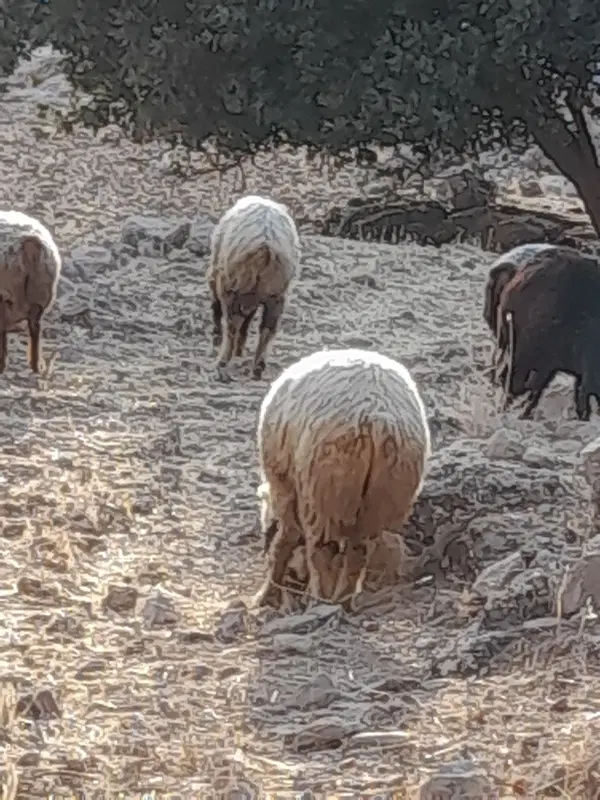 فروش زمین دهدشت دره لبک