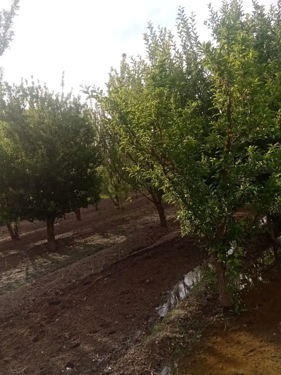 باغچه
