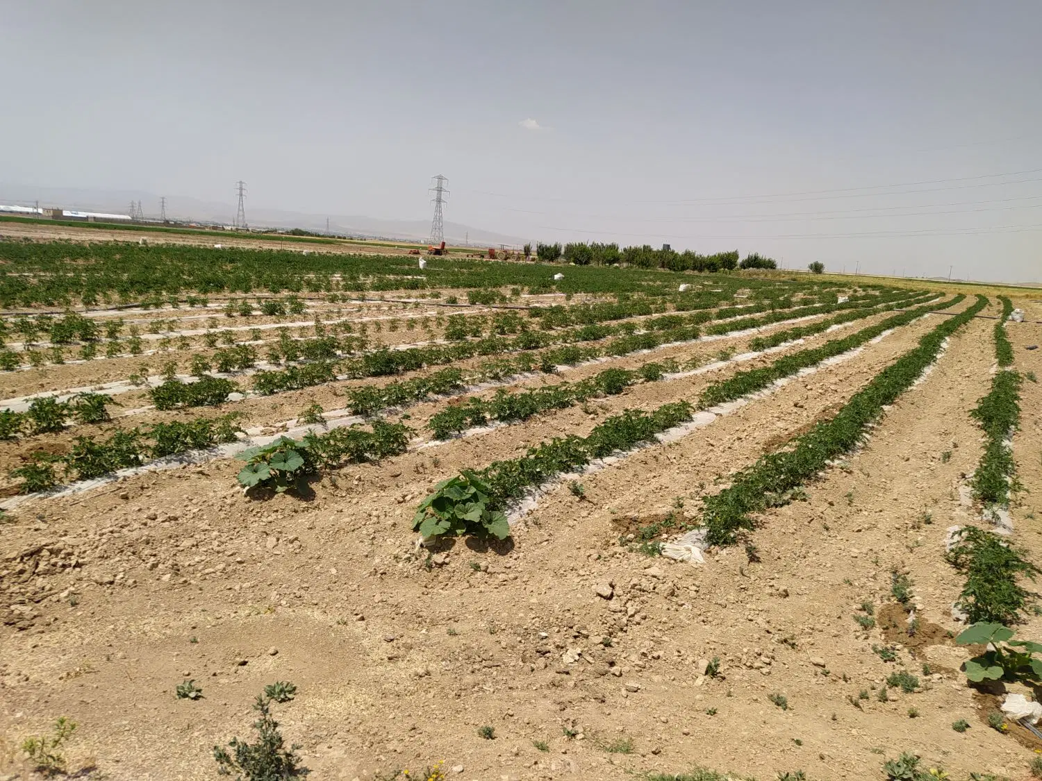 زمین کشاورزی ۴۰۰۰ متری امزاجرد همدان