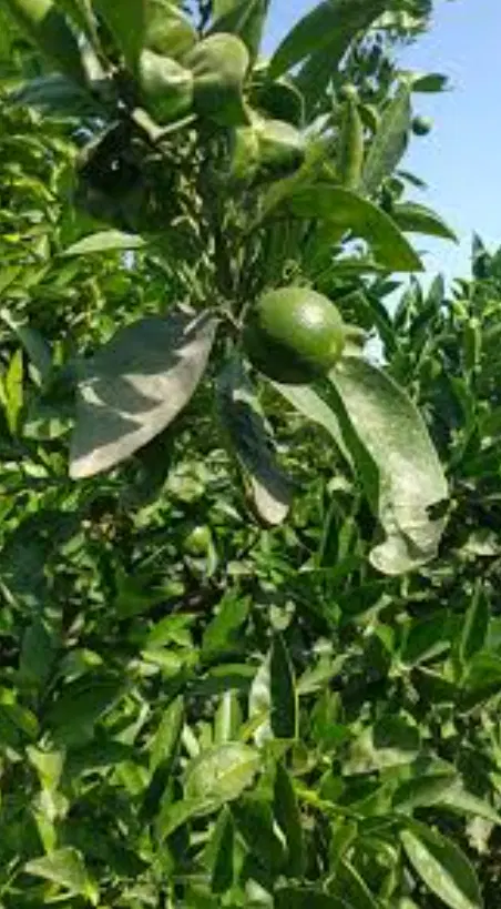 فروش باغ مرکبات
