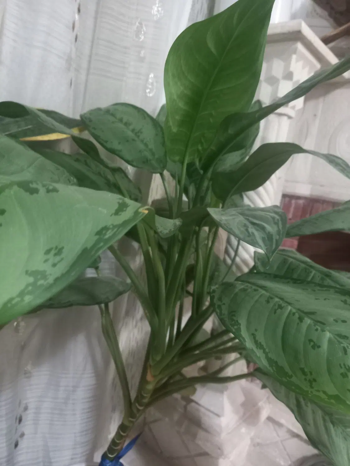 باغ مرکباتی،کازرون. جره بالاده، بلبلک،