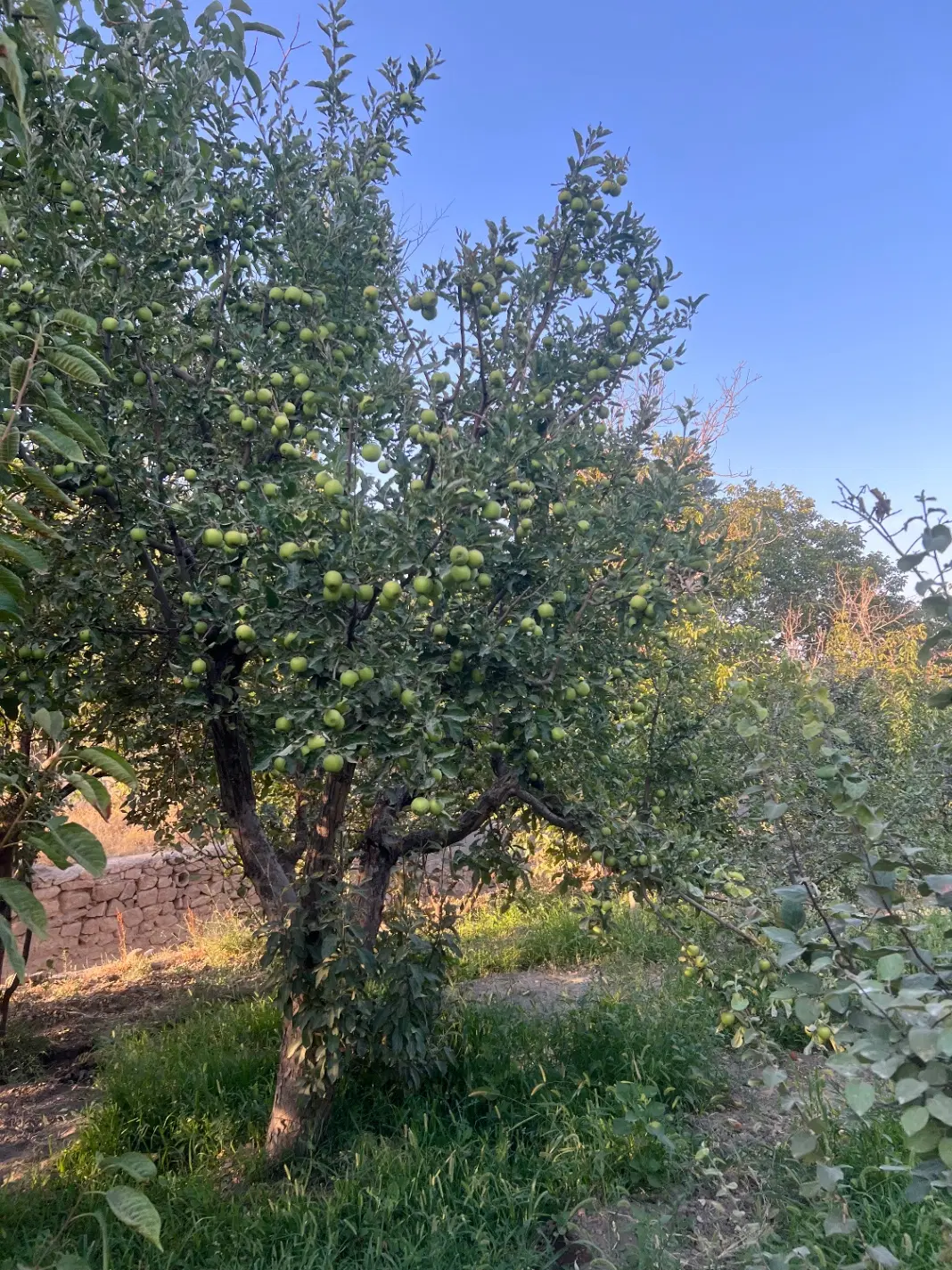 فروش فوری باغ روستای عارفی