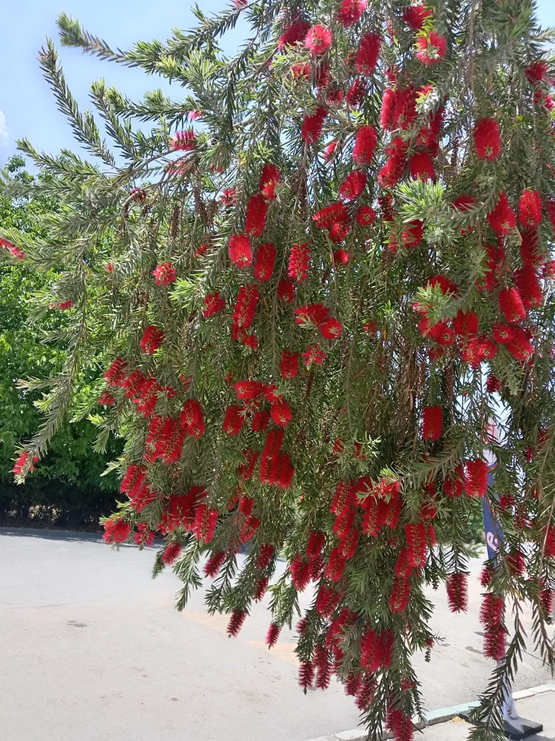 2سهم از سهام انارستان جلال اباد