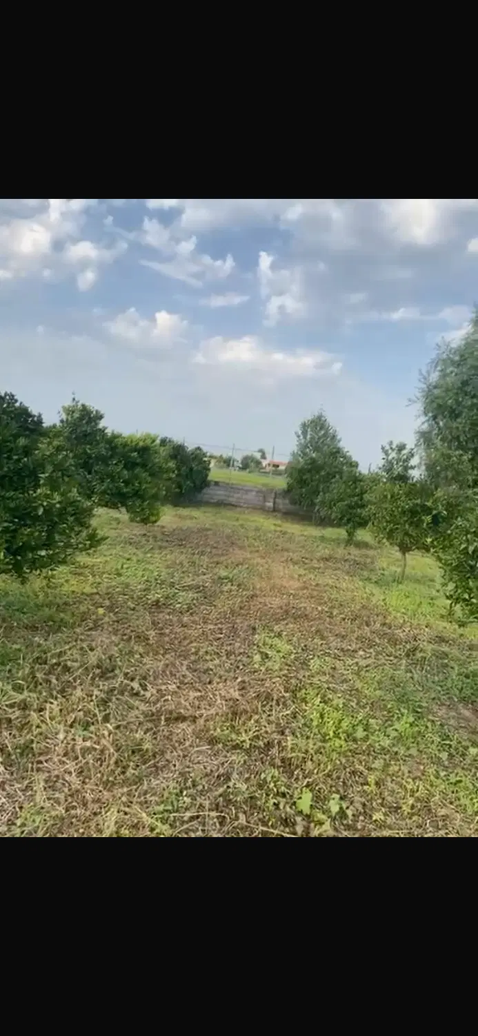 ۳۷۰۰ متر باغ مرکبات با سند تک برگ