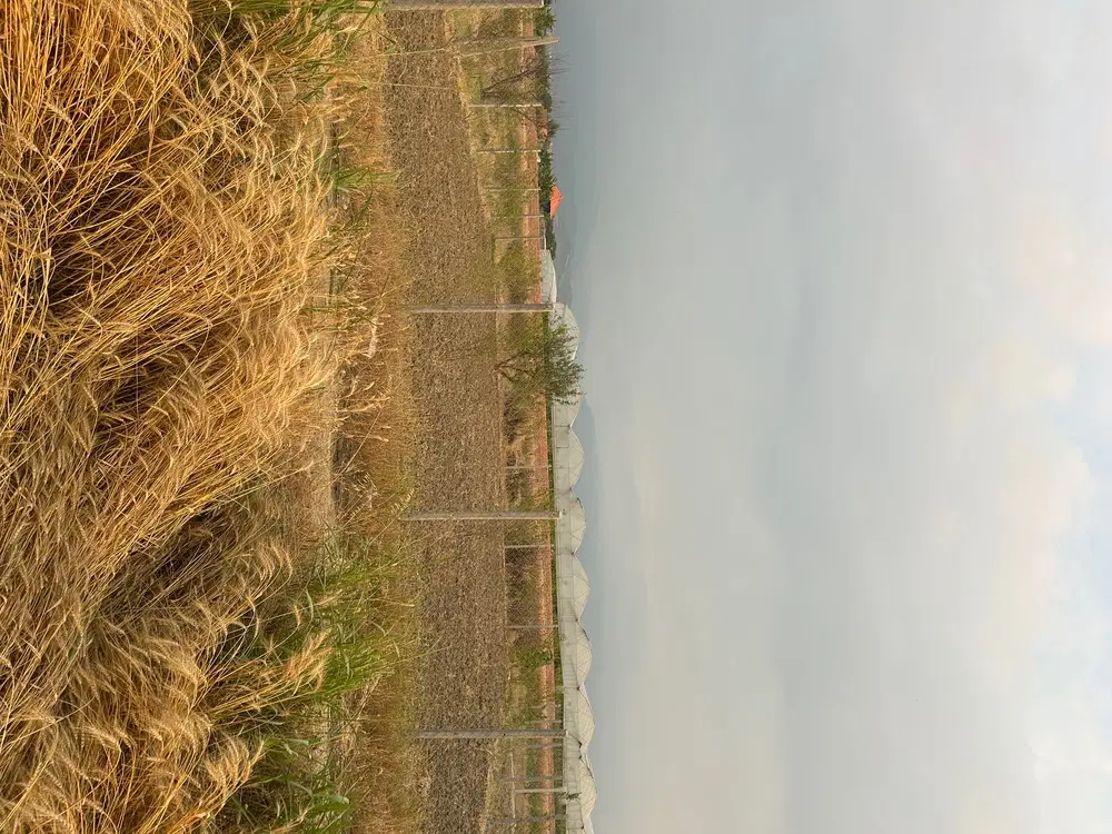 زمین باغی انار ۴۰۰ متری در روستای دودانگه