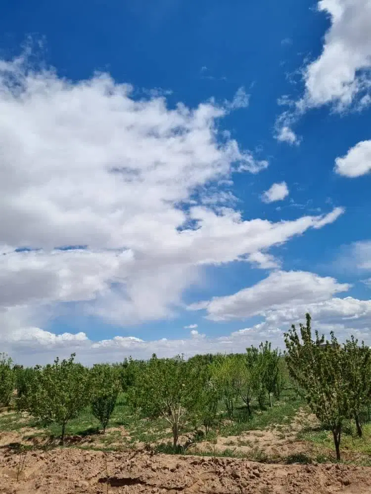 فروش باغچه با سند بصورت اقساطی متری 1_200