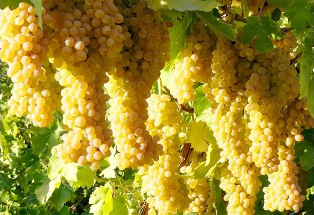 باغ انگوری جهت ویلا و سوله ینده ای روشن