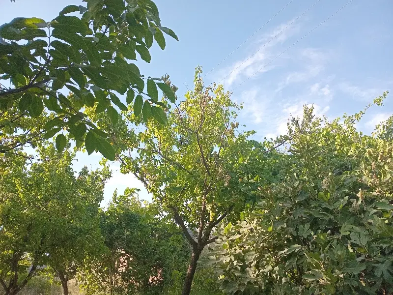 باغچه ۴۰۰ متر شاهنامه شهر توس