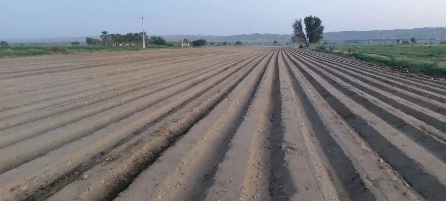 اجاره پنج هکتار زمین قطره ای کریم آباد