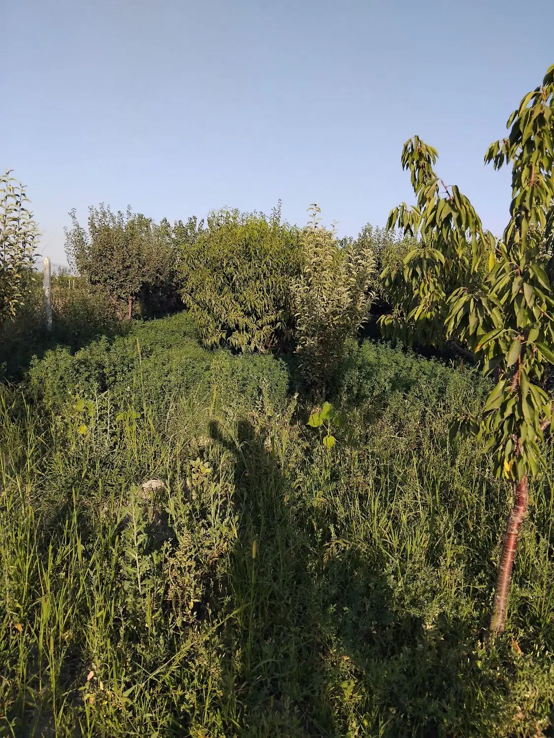 باغ الوان ۱۲۰۰ متر در روستای سعیدلو