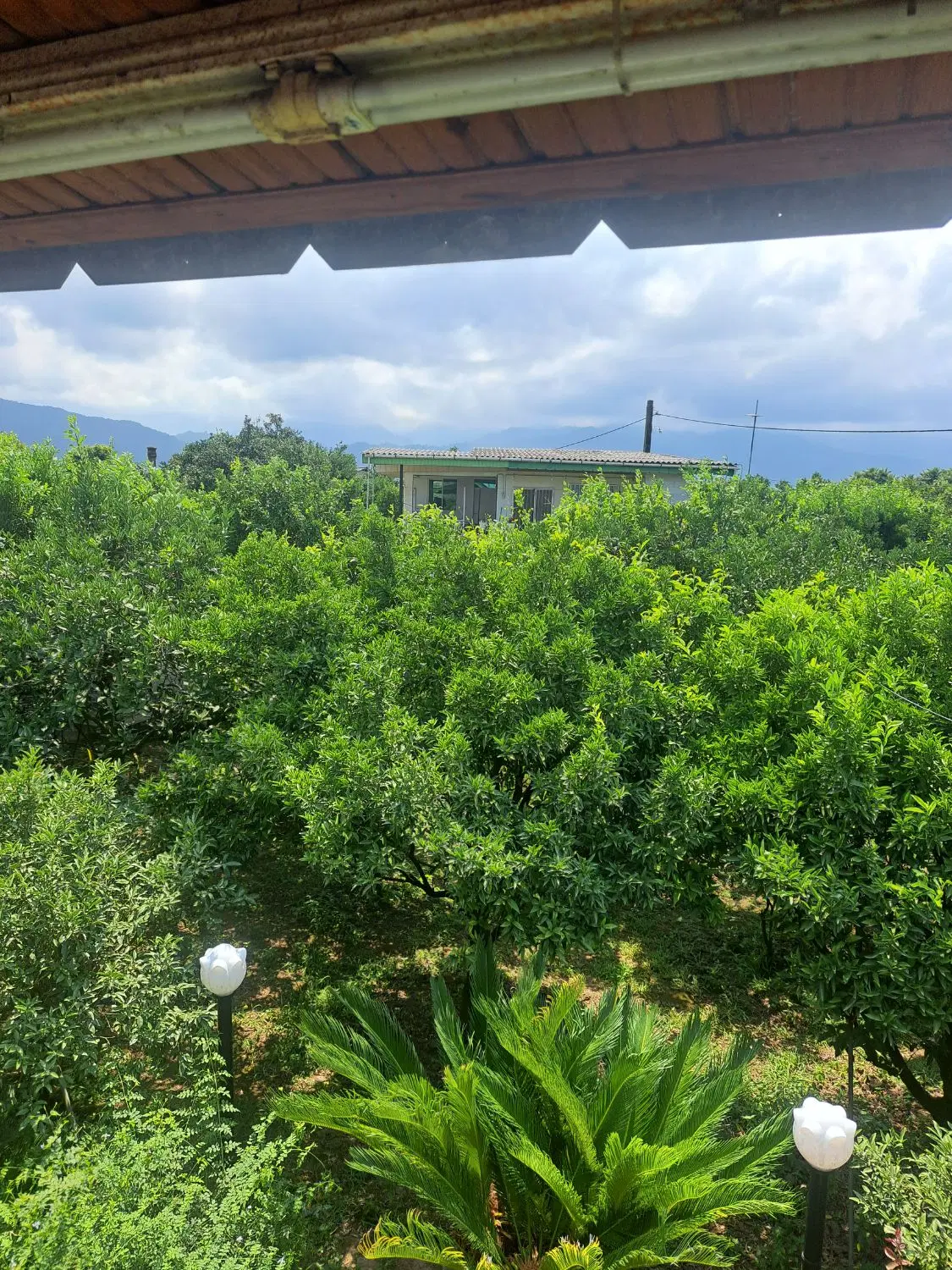 سرایه داری