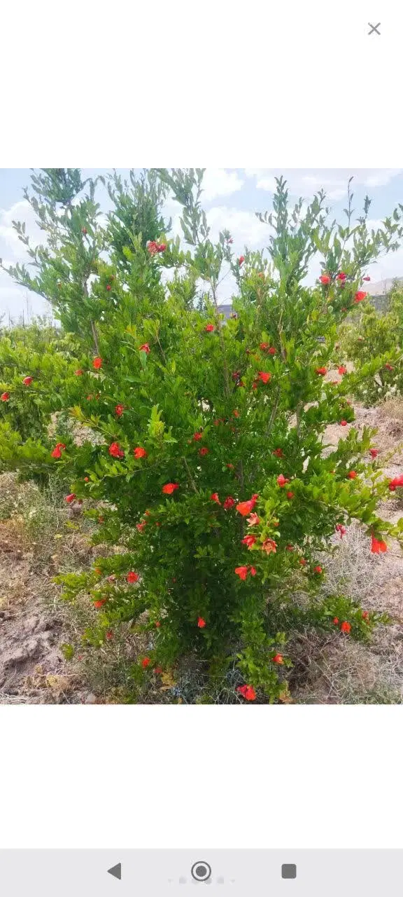 باغ ویلا استثنایی