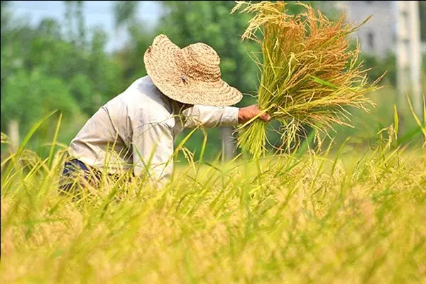 فروش زمین کشاورزی روستای علمدار
